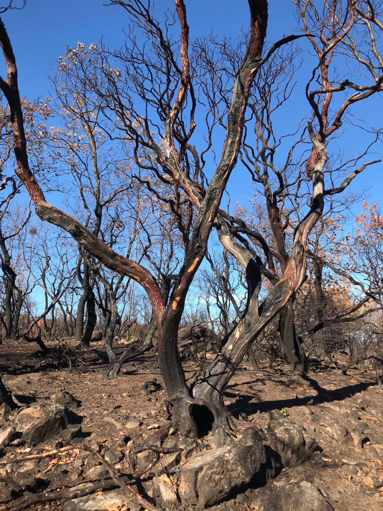 Manzanita burned in the Carr Fire.