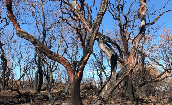 Manzanita burned in the Carr Fire.