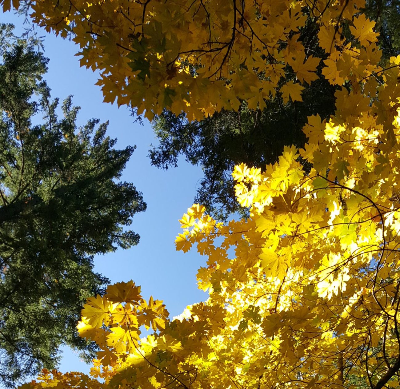 East Weaver Creek trail hike canopy.