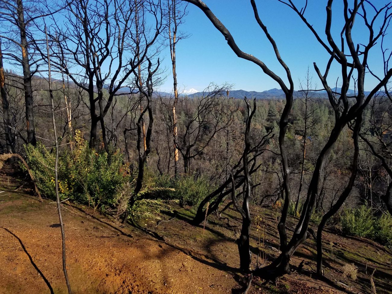 Burned over landscape on the Trail 58 hike of December 14, 2019.