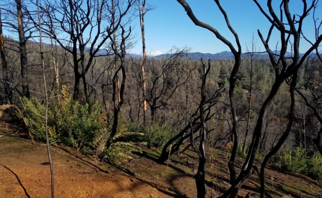 Burned over landscape on the Trail 58 hike of December 14, 2019.
