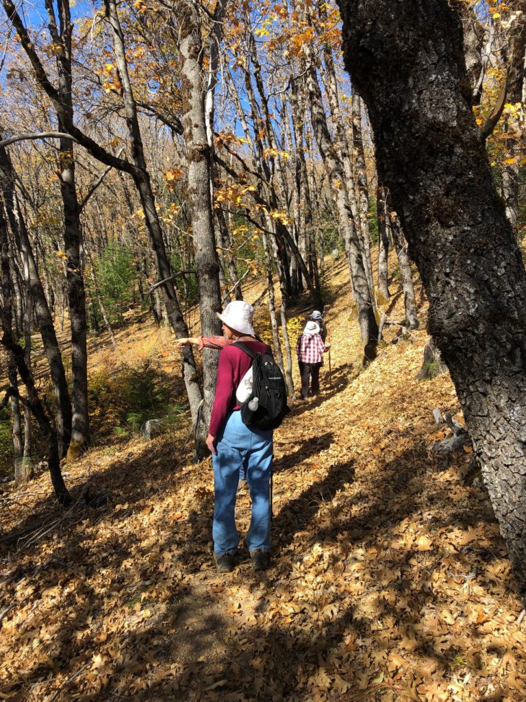 Trail shot, Castle Crags fieldtrip, November 3, 2019.