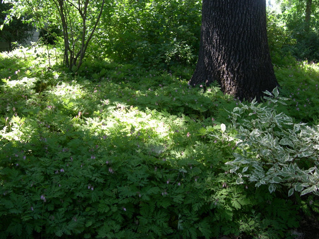 MMH Celebration Garden blanket of Dicentra that dances with flowers in early spring.