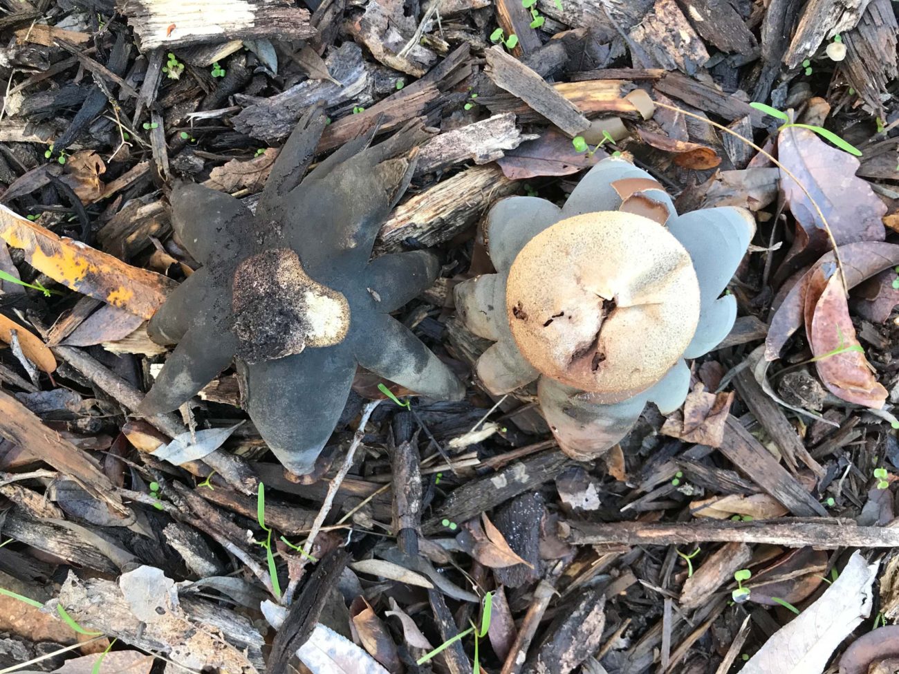 Barometer earthstar, Astraeus hygrometricus.