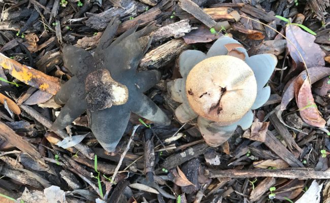 Barometer earthstar, Astraeus hygrometricus.