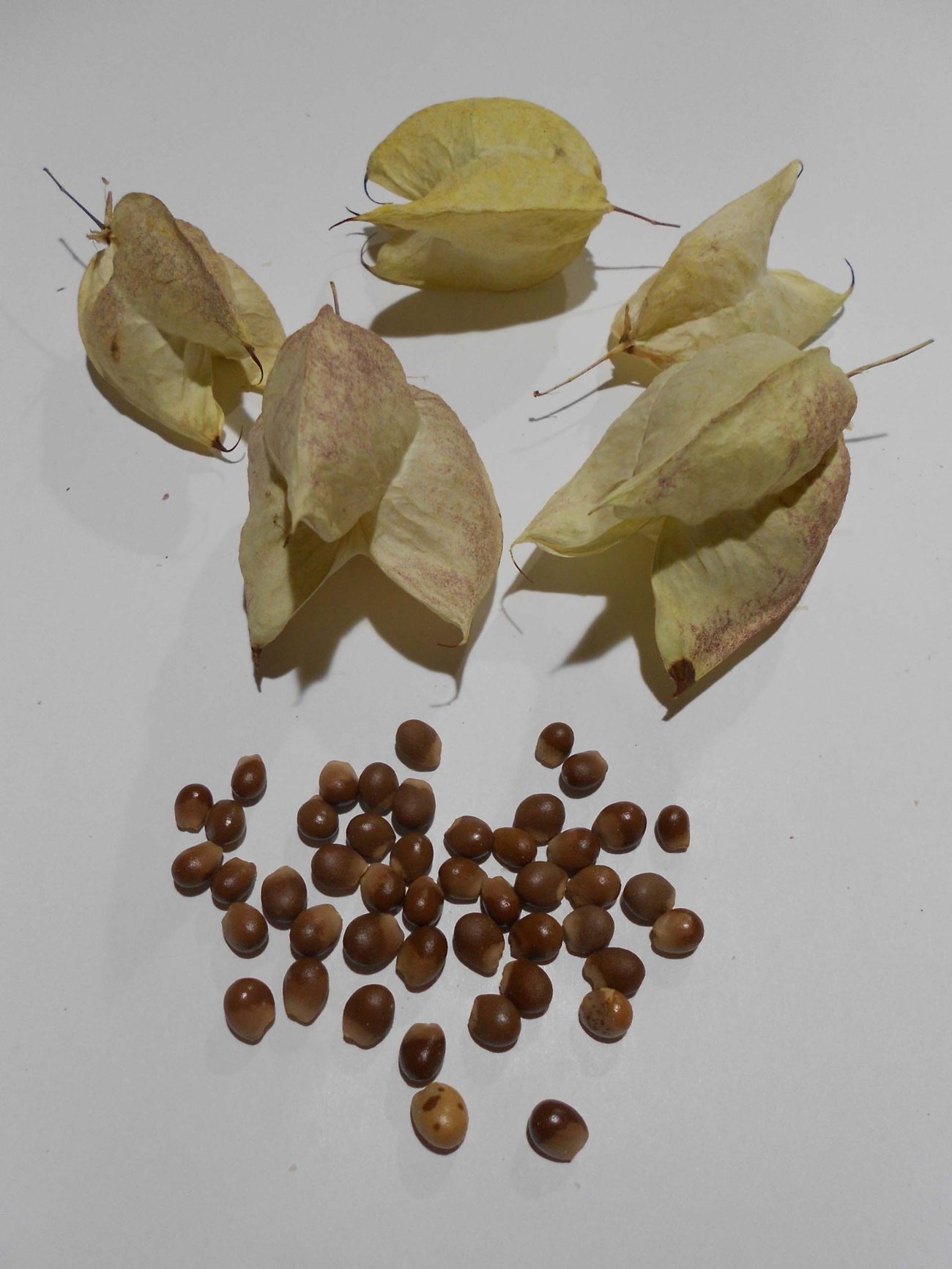 Bladderpod seeds removed from their unique fruit. These seeds appear to need complex pre-treatment, so we are experimenting.