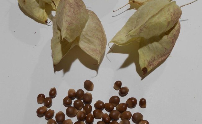 Bladderpod seeds removed from their unique fruit. These seeds appear to need complex pre-treatment, so we are experimenting.