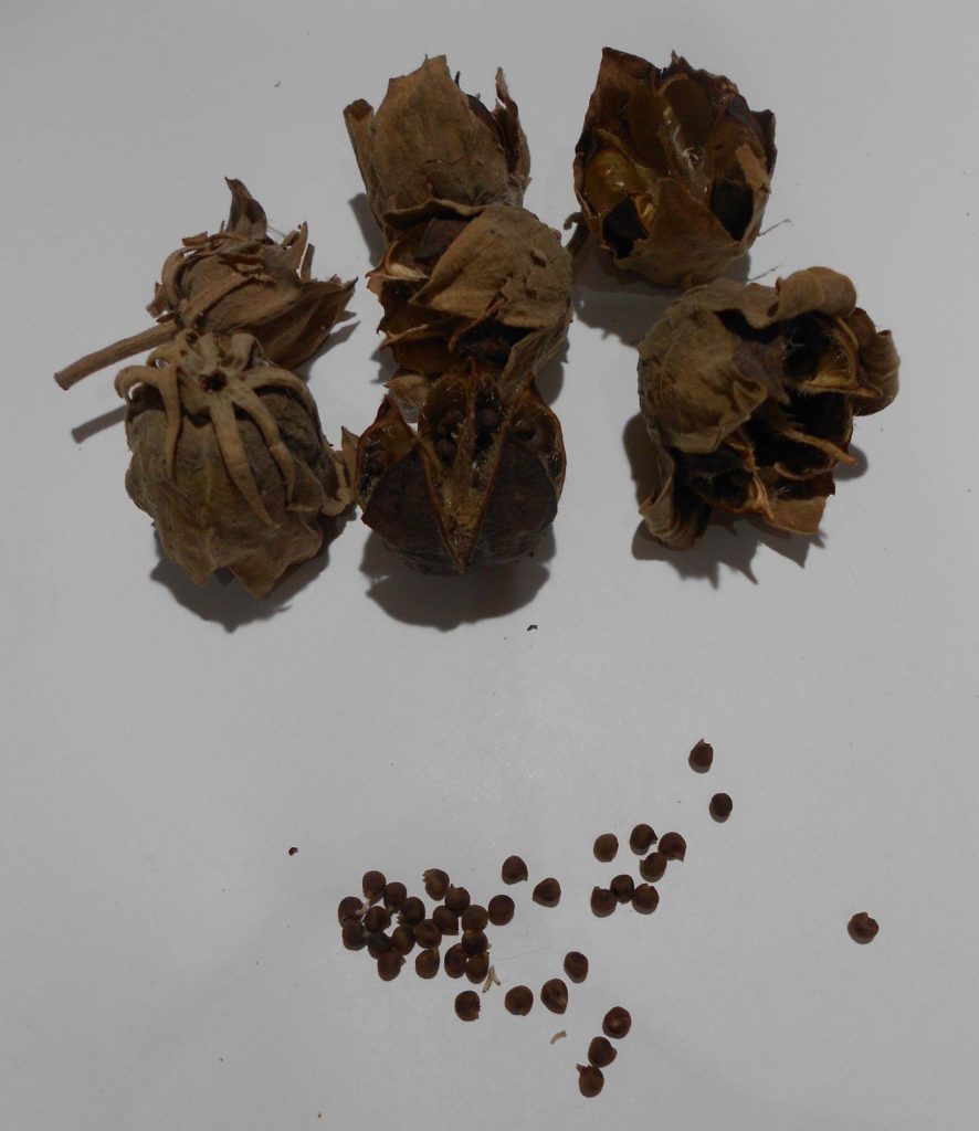 California hibiscus seeds. These will be stored in the refrigerator until spring planting.