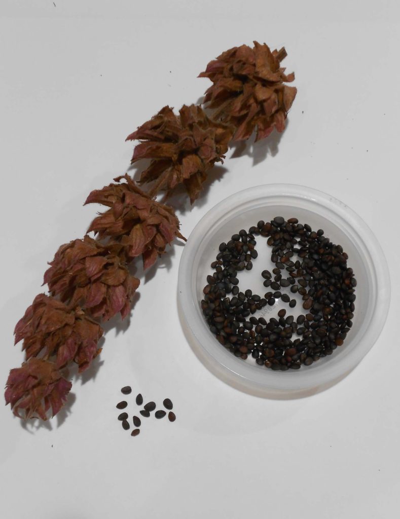 Hummingbird sage seed, also heading to the fridge for a short period of stratification.