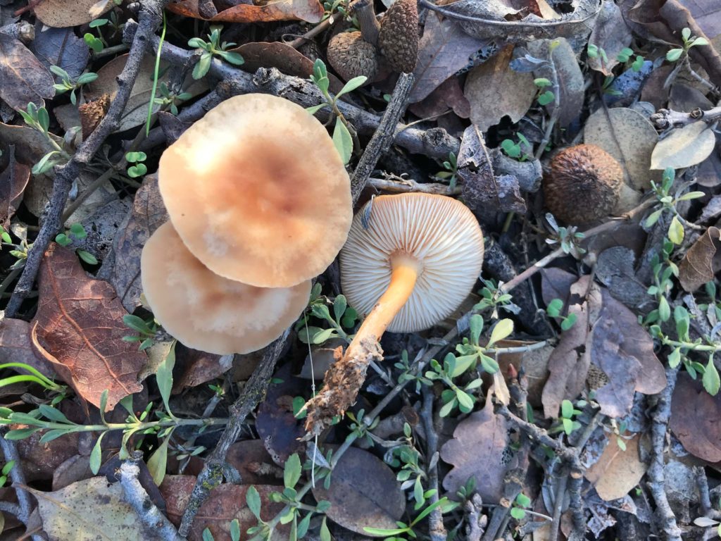 Oak-loving gymnopus, Gymnopus dryophilus (formerly Collybia dryophila).