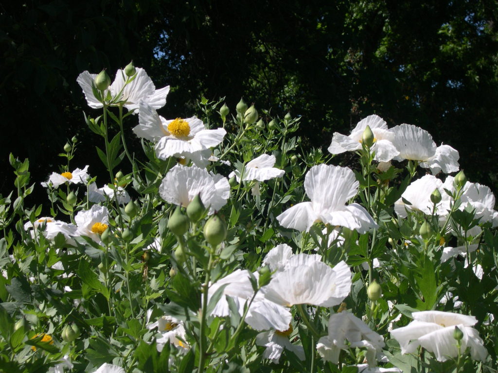 Spectacular stand of Matilija poppies in the MMH Celebration Garden.