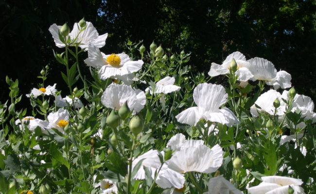 Spectacular stand of Matilija poppies in the MMH Celebration Garden.