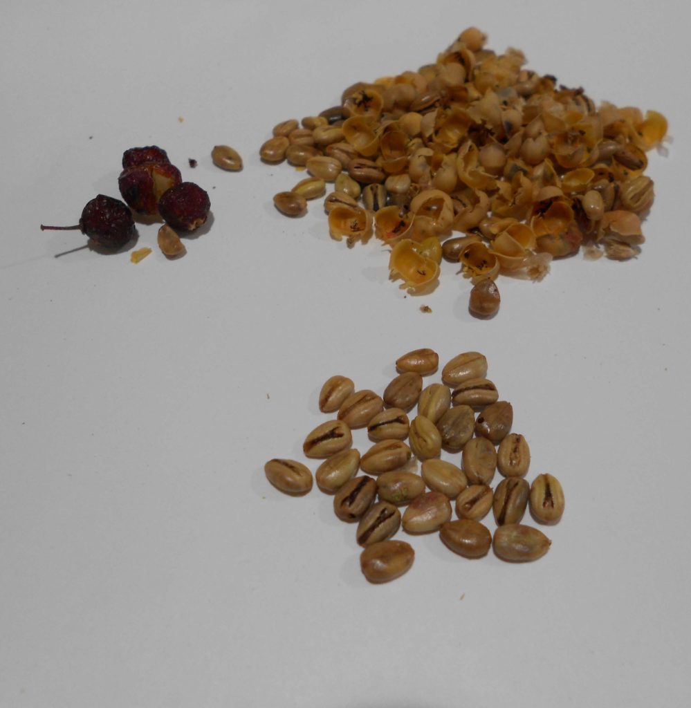 Seeds of hollyleaf redberry removed from the red berries and ready to be stratified before planting.