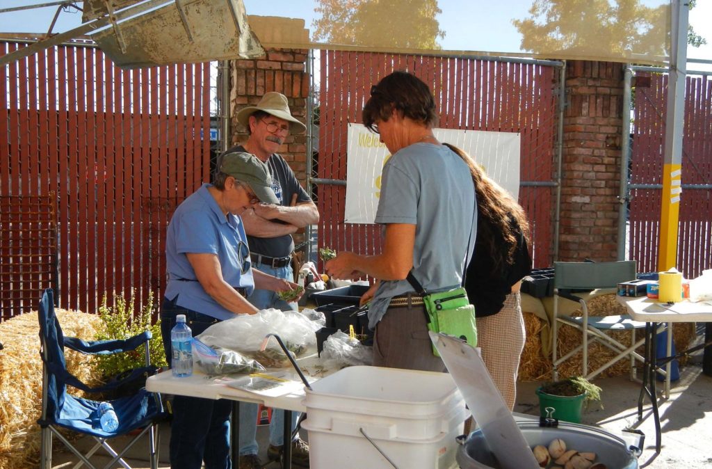 Susan Libonati-Barnes (left) and Chris Gray (second from left) demonstrating how to take Cleveland sage cuttings at the AFTA Seeds of Regrowth event.