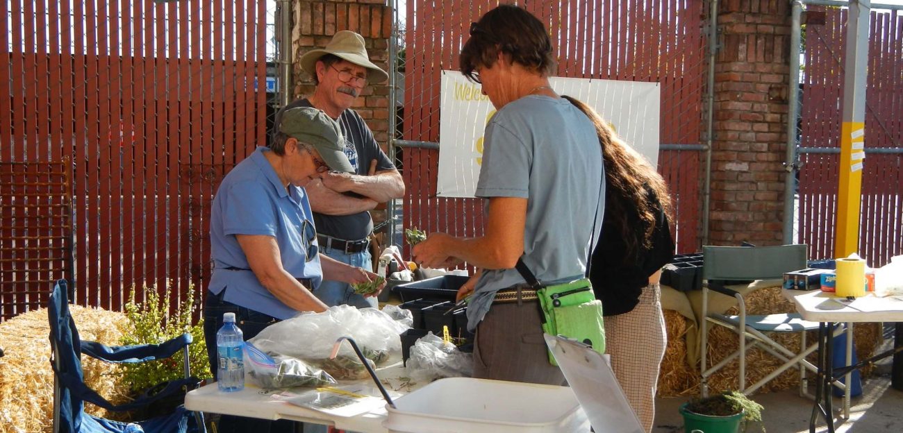 Susan Libonati-Barnes (left) and Chris Gray (second from left) demonstrating how to take Cleveland sage cuttings at the AFTA Seeds of Regrowth event.