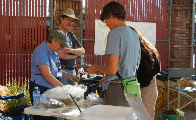 Susan Libonati-Barnes (left) and Chris Gray (second from left) demonstrating how to take Cleveland sage cuttings at the AFTA Seeds of Regrowth event.