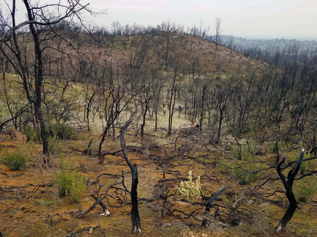 planters in burned lanscape near Westside Trail, January 1, 2020. Photo by Doug Mandel.