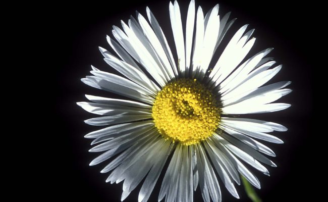 Coulter's daisy.