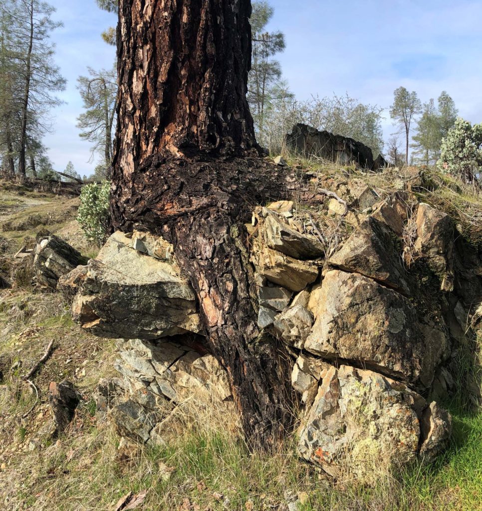 Conifer growing out of the rock, Clear Creek Gorge Trail, January 18, 2020. Photo by Bob Madison.