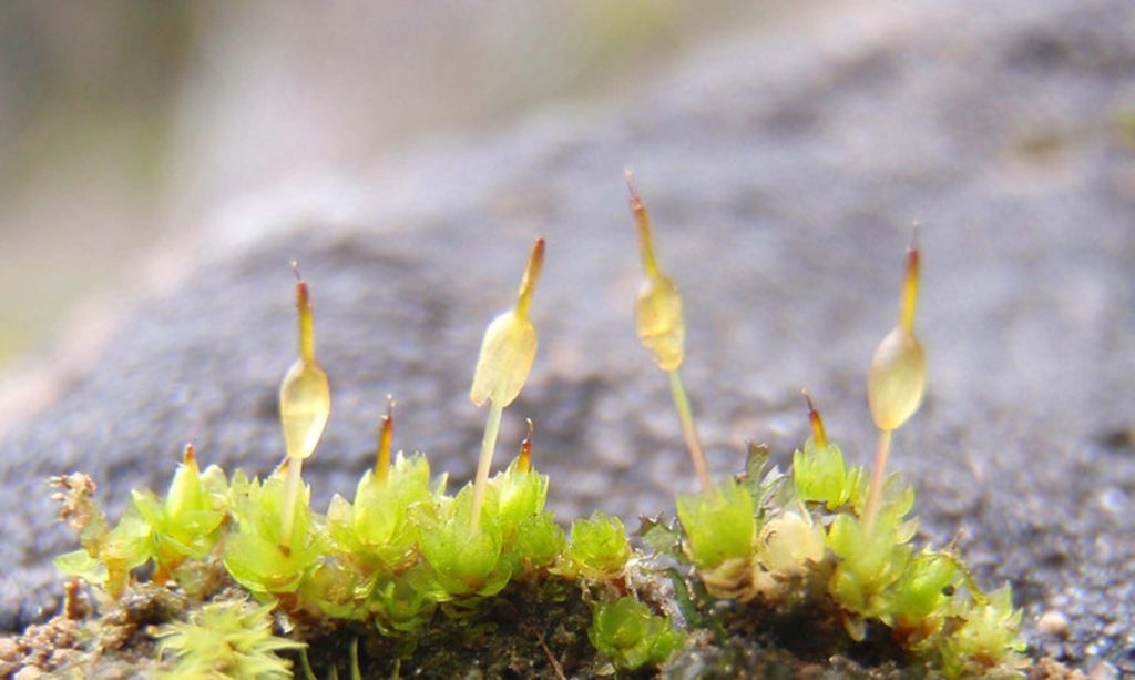 Entosthodon californicus moss. Photo by Scot Loring