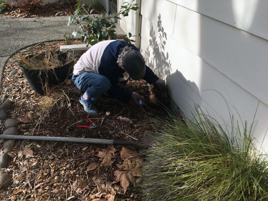 Sue Mandel digging up deergrass at MMH Celebration Garden. Photo by Sarah Jarrett.