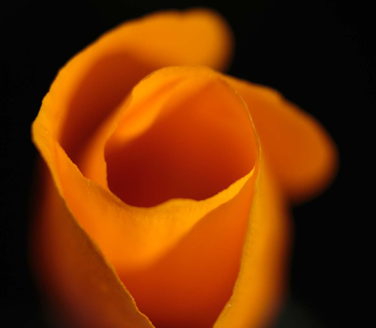 California poppy.