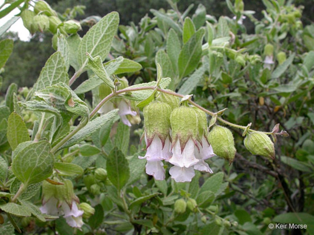 Pitcher sage or woodbalm. Photo by Keir Morse.