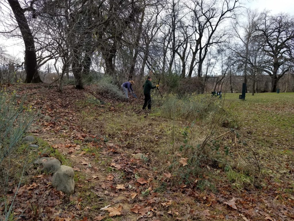 Sarah Jarrett and Michele Driggs pruning the Matilija poppies at Matson-Mowder-Howe Celebration Garden in Caldwell Park, Redding, on January 18, 2020. Photo by Doug Mandel.