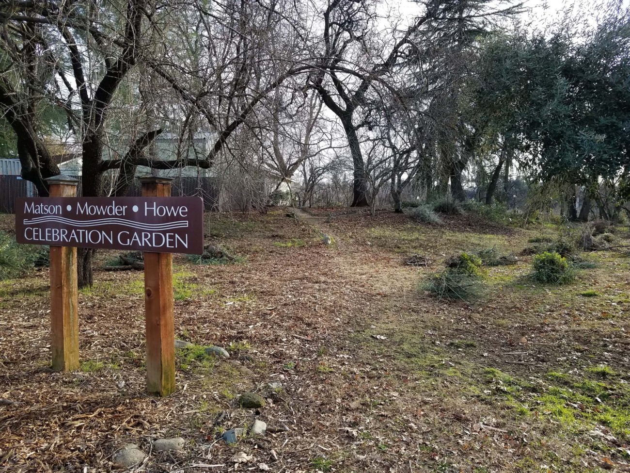 MMH Matilija poopy site after pruning, January 18, 2020. Photo by Doug Mandel.