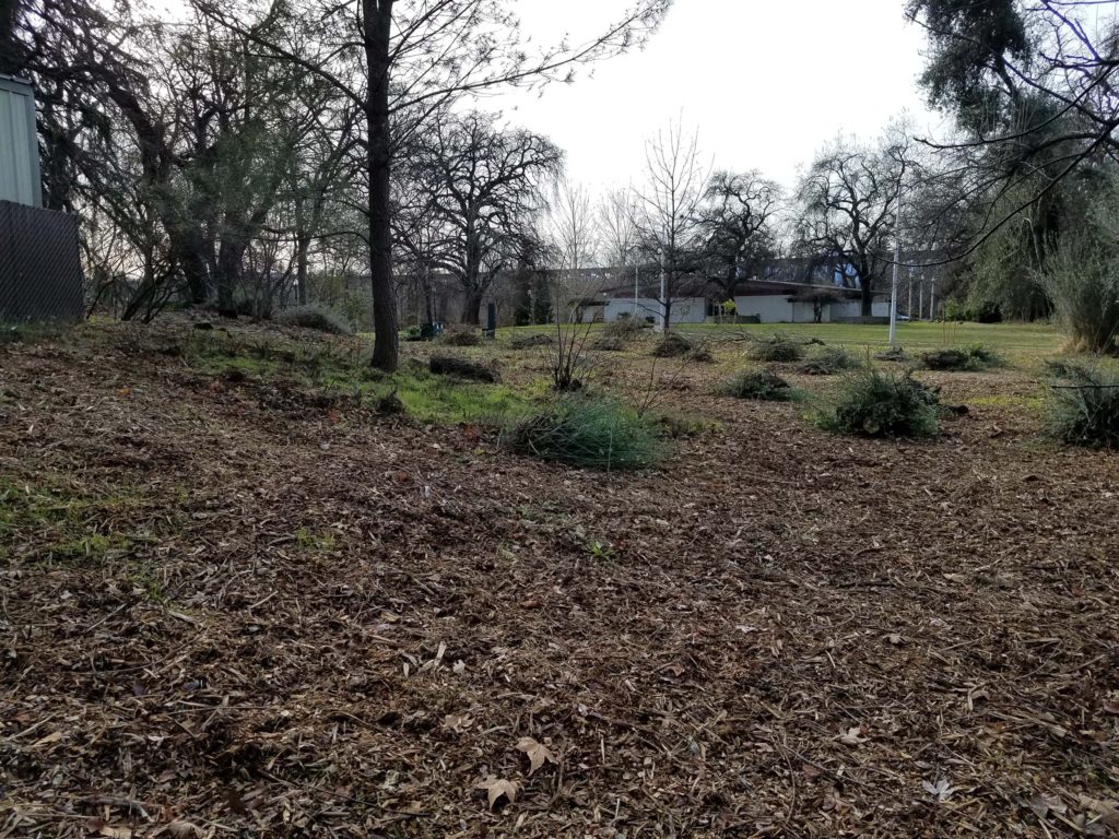 Debris piles at MMH, January 18, 2020. Photo by Doug Mandel.