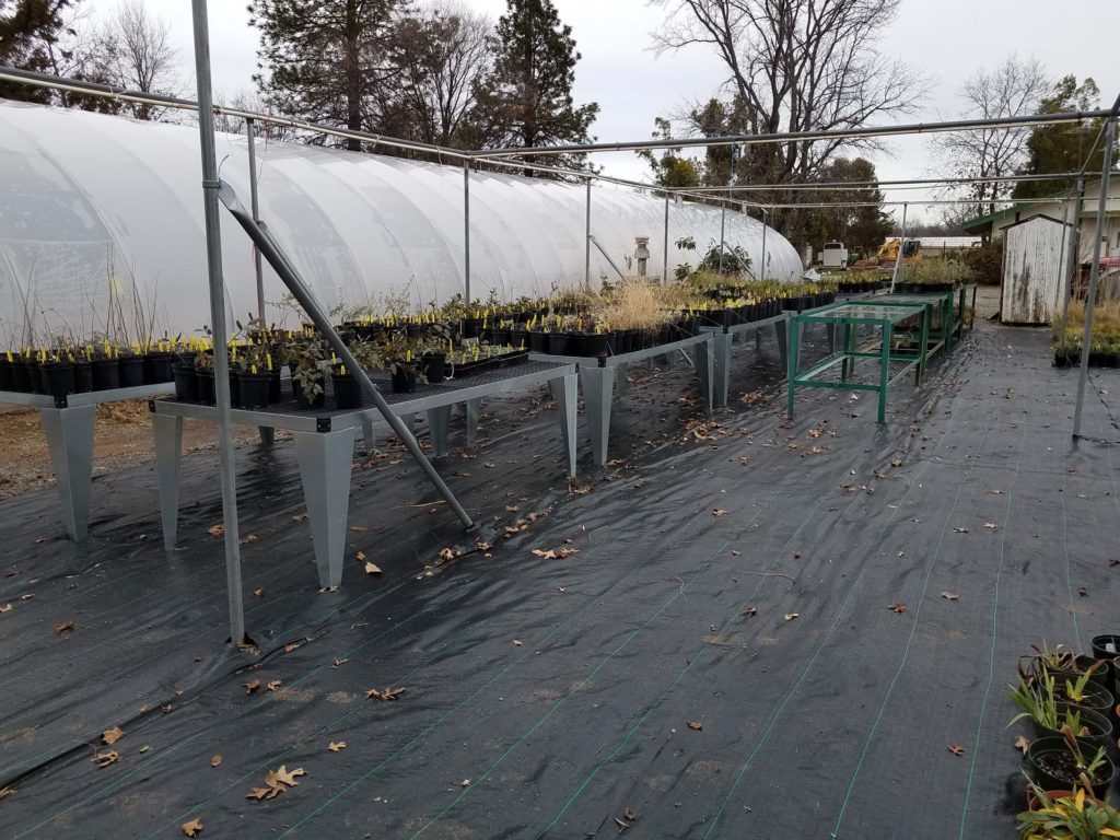 Growing benches at Shasta College nursery. January 19,2020. Photo by Doug Mandel.