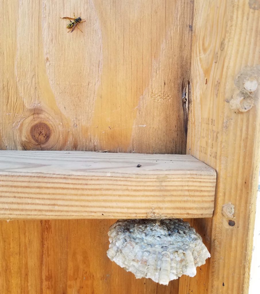 Wasp in shed. Photo by D. Mandel.