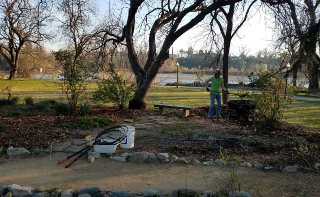 Sarah loading wood chips for strategically mulching the Matson-Mowder-Howe Celebration Garden at the February 21, 2020, work party. Photo by Doug Mandel.