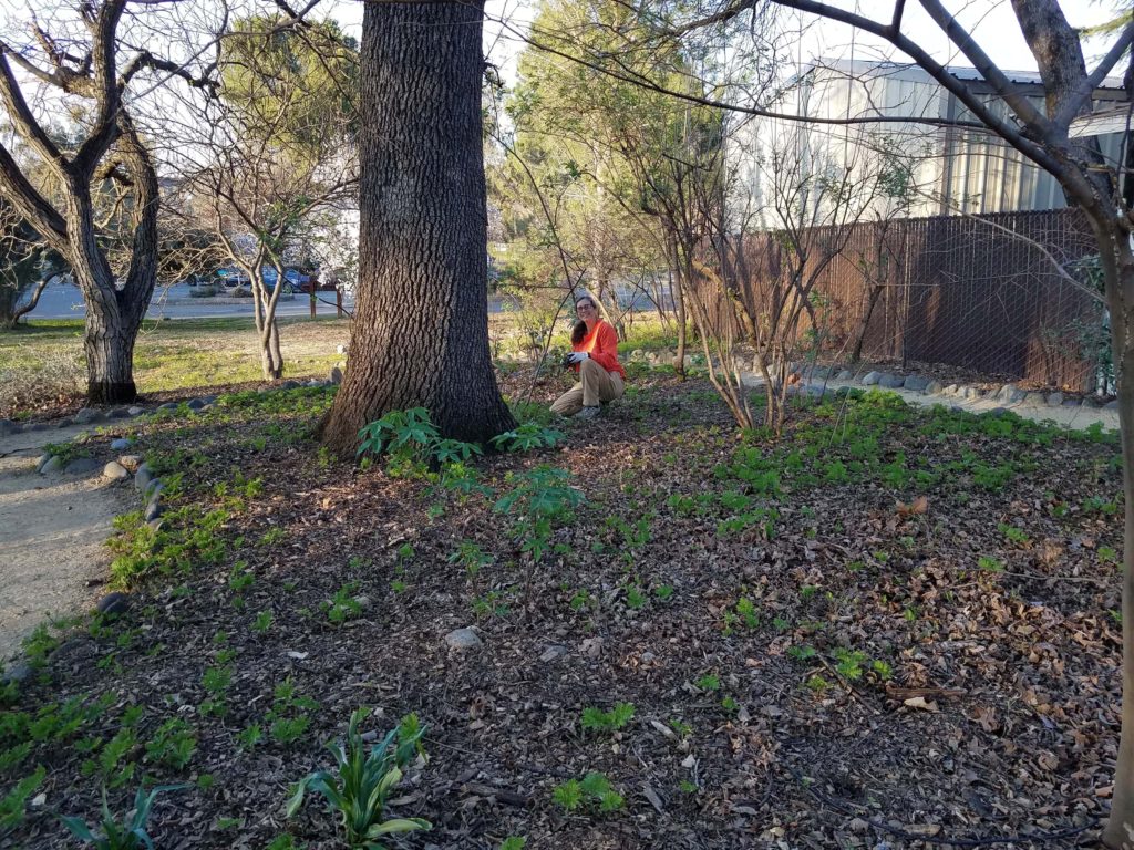 Margaret tending the bleeding hearts, Dicentra formosa,at the Matson-Mowder-Howe Celebration Garden work party on February 21, 2020. Photo by Doug Mandel.