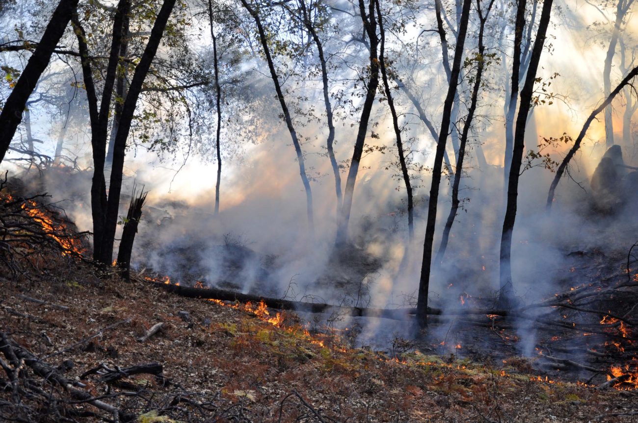 Prescribed burn in a black oak stand near Shasta Lake, Shasta-Trinity National Forest. Photo by Eric Knapp.