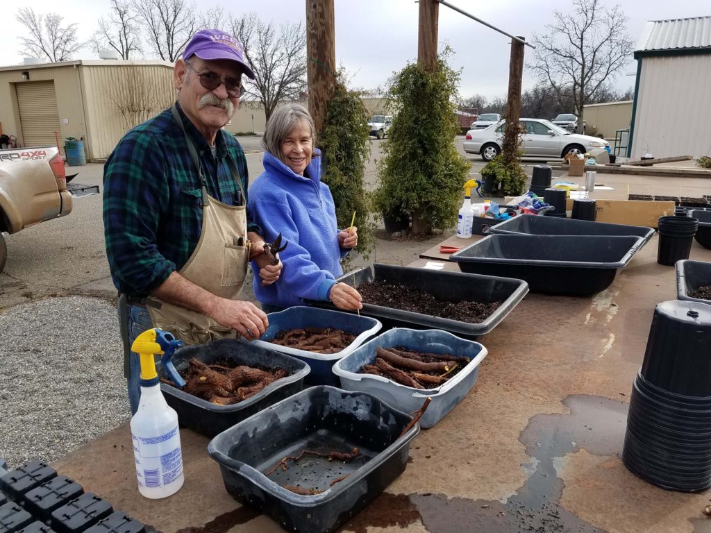 Jan Carter and Ed Thomas propagating Matilija poppy, Romneya coulteri, rhizomes at the January 19, 2020, propagation session. Photo by Doug Mandel.