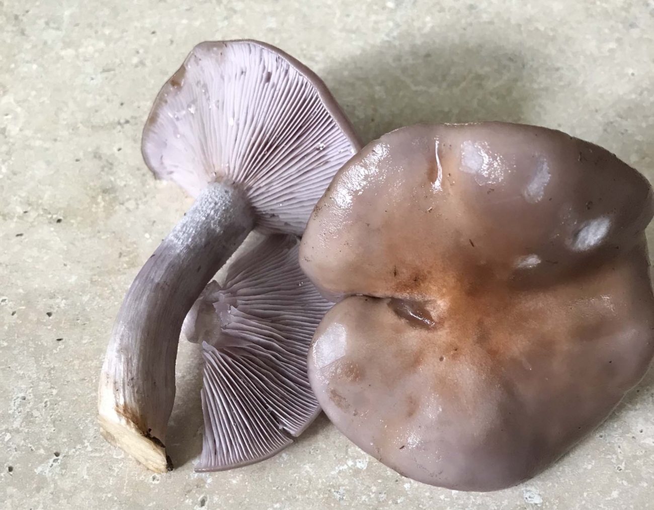 Winter blewit mushrooms (Clitocybe or Lepista nuda)