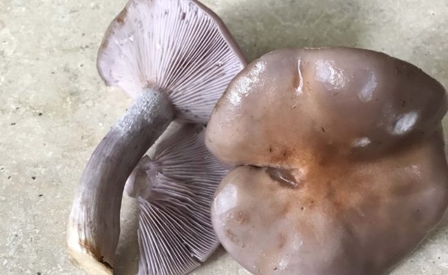 Winter blewit mushrooms (Clitocybe or Lepista nuda)