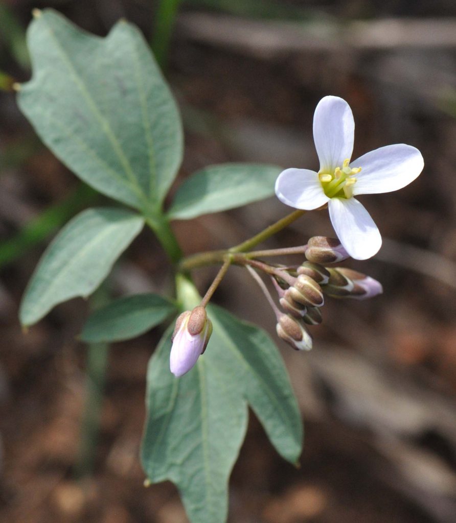 Milkmaids seen on the February 20, 2020, filed trip along Waters Gulch Trail. Photo by Barbara Peck