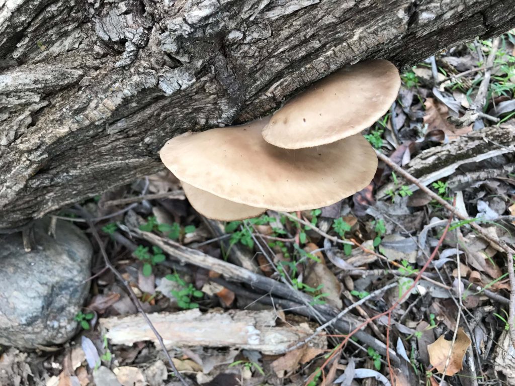 Oyster mushrooms (Pleurotus ostreatusgroup), from above, growing on willow.