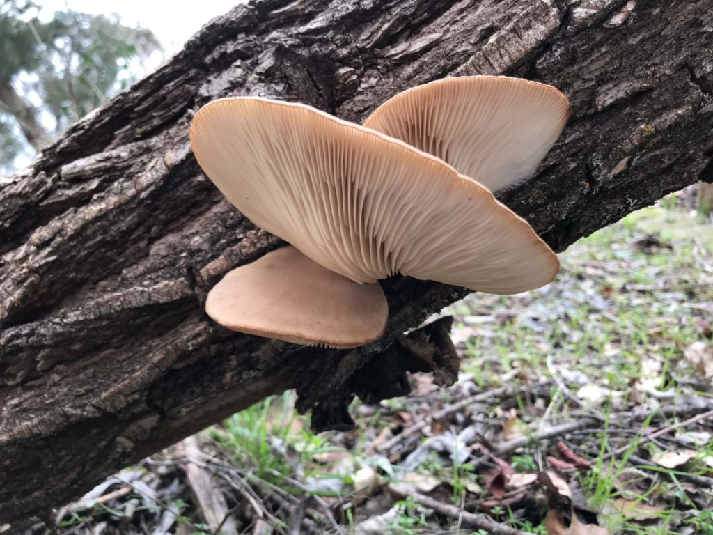 Oyster mushrooms (Pleurotus ostreatusgroup), from below, growing on willow.