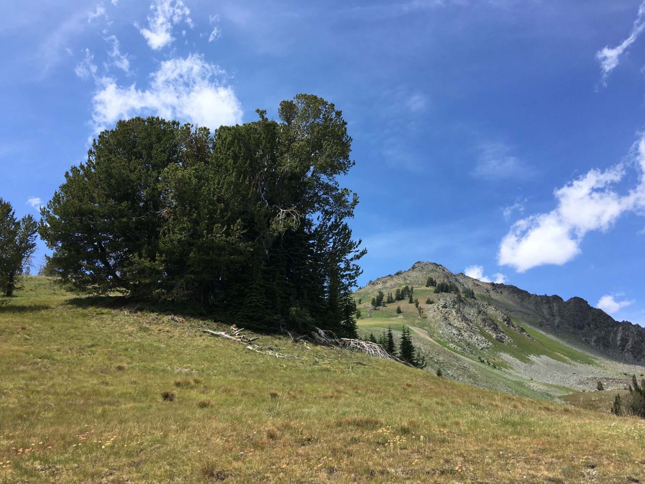 Whitebark pine (Pinus albicaulis Engelm.)