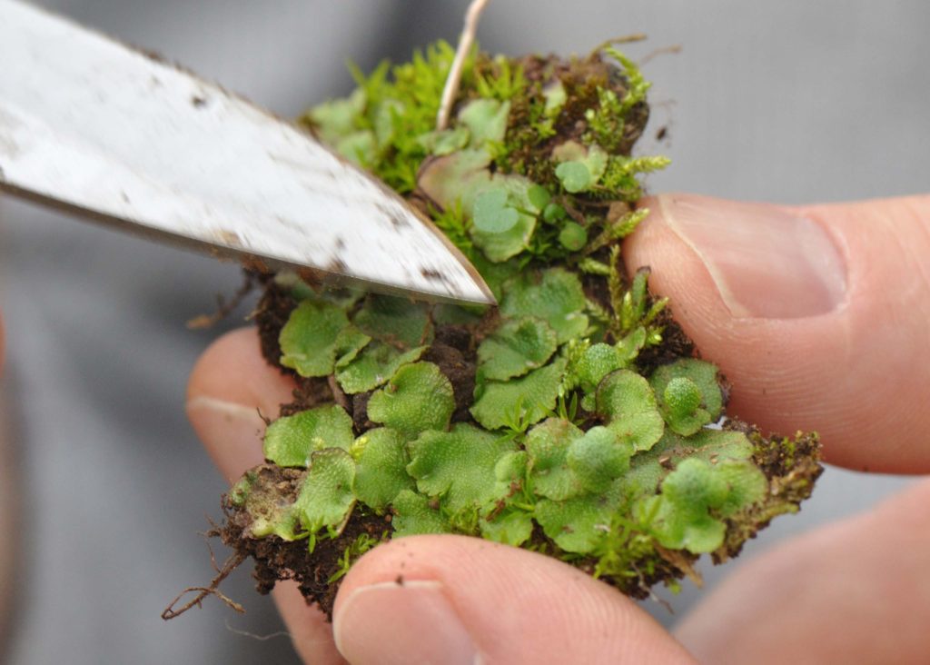 Scot making a point about a thalloid liverwort on the February 20, 2020, field trip along Waters Gulch Trail. Photo by Barbara Peck.