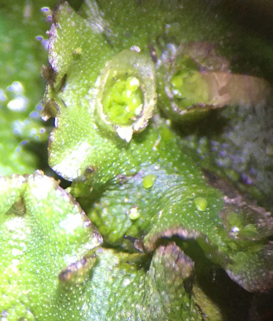 Microscopic view of a thalloid liverwort with gemmae both inside and outside of the splash cups. Photo by Barbara Peck.