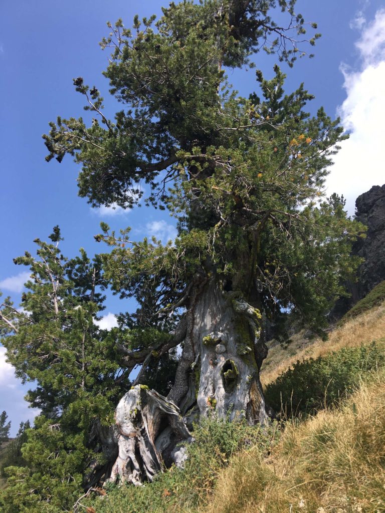 Whitebark pine (Pinus albicaulis Engelm.)