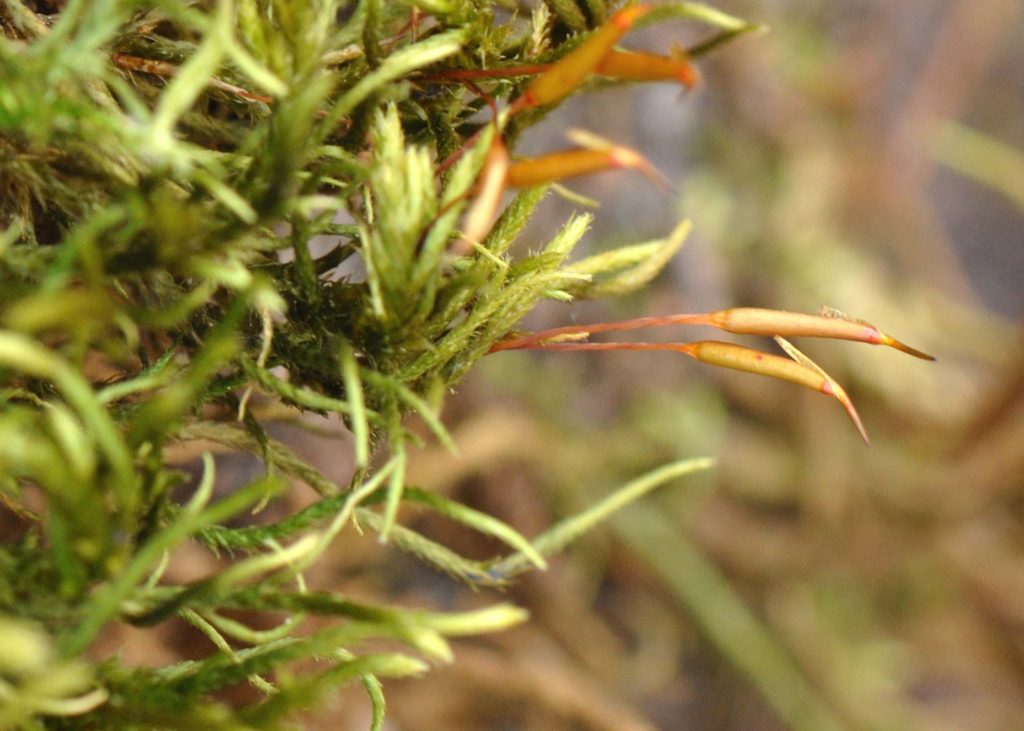 This moss was found growing on bark on the February 20, 2020, field trip along Waters Gulch Trail. The calyptra (coverings) have not yet fallen off of the sporophytic capsule tips. Photo by Barbara Peck.