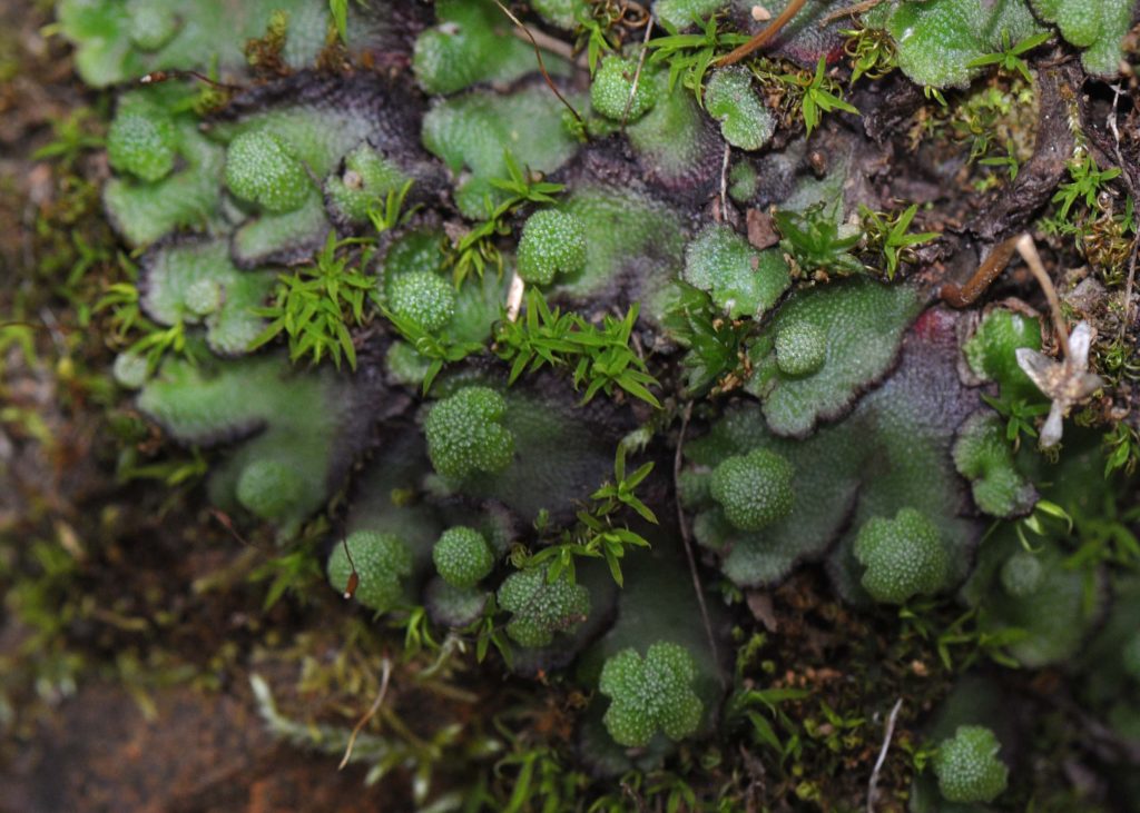 Thalloid liverwort found on the February 20, 2020, field trip along Waters Gulch Trail. Photo by Barbara Peck.