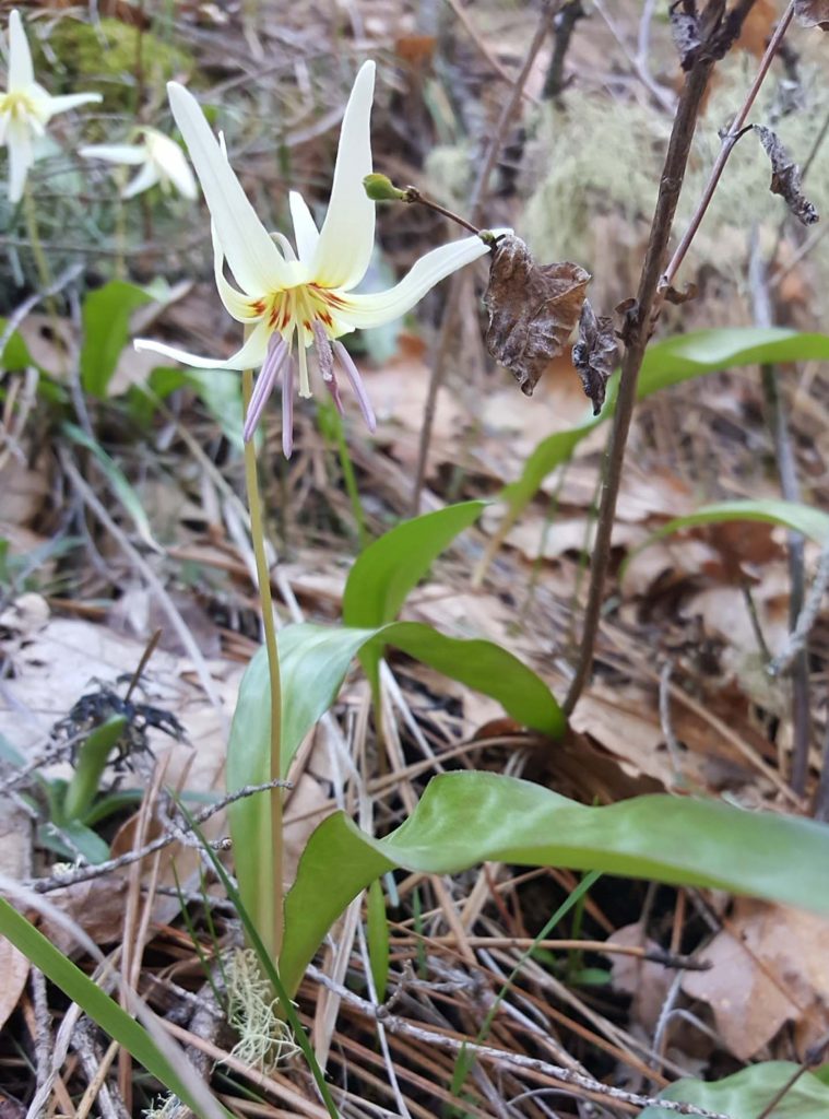 Fawn lily. J. Springer.
