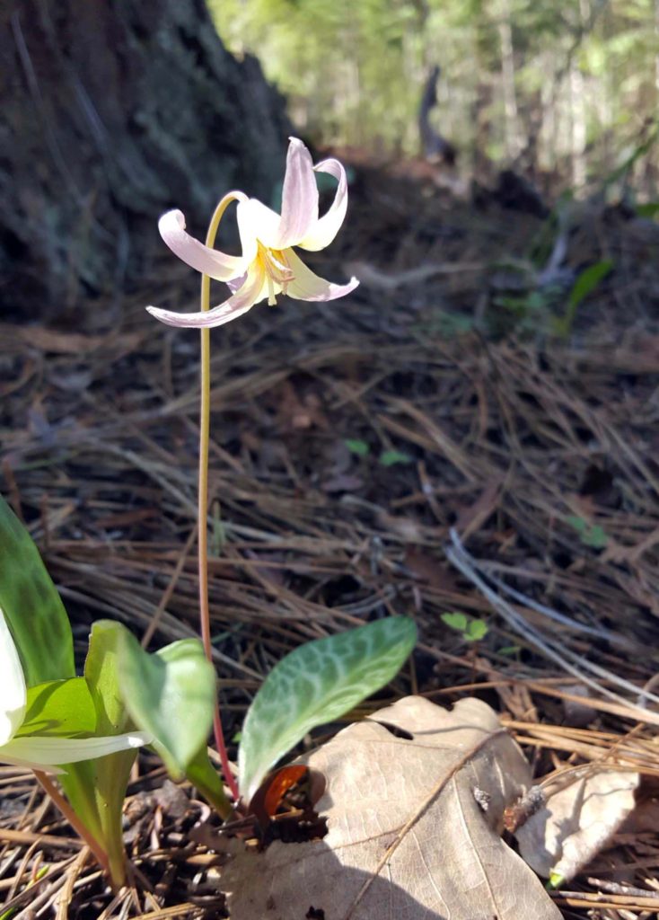 Pinkish fawn lily. J. Springer