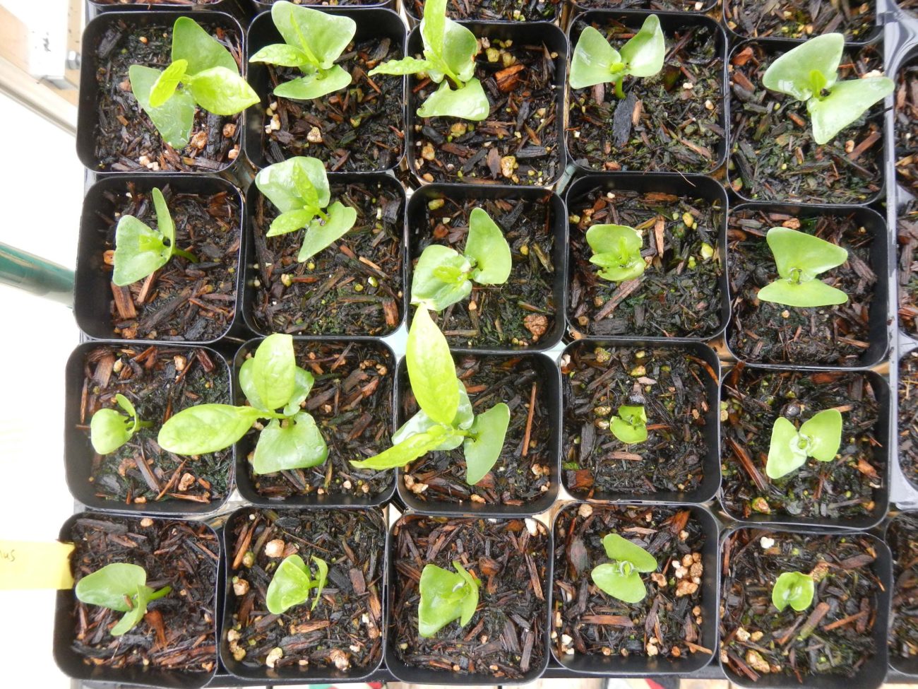 Spicebush seedlings. Photo: Margaret Widdowson.